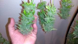 Drying the bud, Bud love