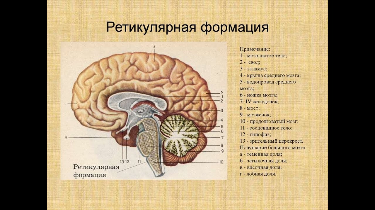 Головной мозг образован клетками. Ретикулярная формация ствола головного мозга. Ретикулярная формация головного мозга функции. Ретикулярная формация ствола мозга анатомия. Строение мозолистого.