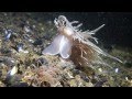 Giant Nudibranch vs Tube Anemone