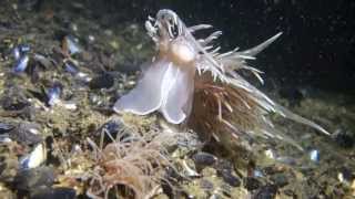 Giant Nudibranch vs Tube Anemone