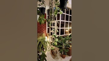 Indoor Plant Arrangement Idea ! How To Arrange Indoor Plants! #garden #plant #indoorplants