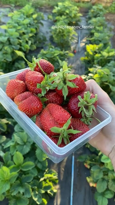 Клубника завалит урожаем 🍓🍓🍓 - YouTube