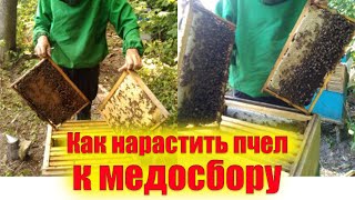 Почему двохматочное содержание пчел лучше. Вспомогательные семьи это все для наращивания пчел