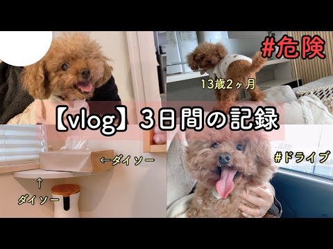 【vlog】3日間の記録。ヒヤッとした出来事⚠️ダイソー商品紹介🐶トイプードルのTaruto＆Rasuku