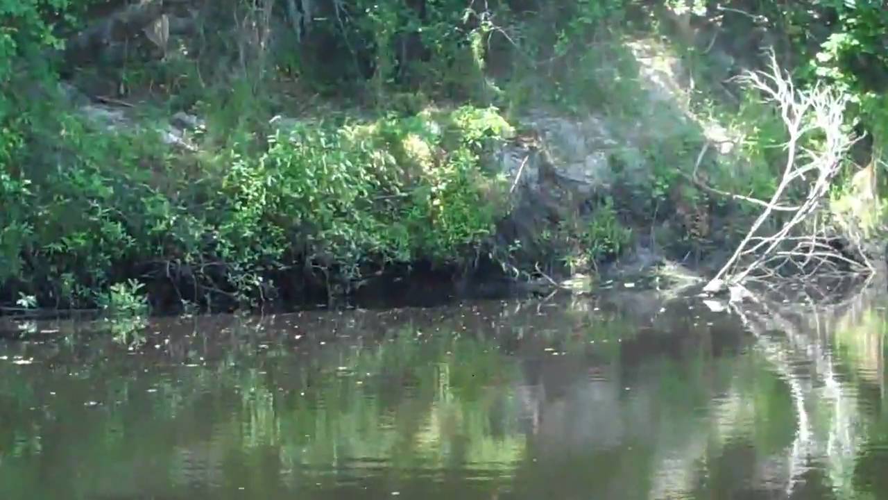 florida camping Find the turtle!