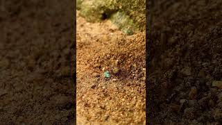 Unity always wins. #pets #tiktok #trending #trendingshorts #viral #viralvideo