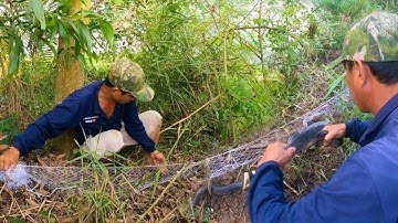 Giăng lưới rắn thật nhiều, để tìm bắt lại con rắn vừa xảy mất | TGSB #526