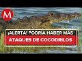 ¡Alerta en Laguna del Carpintero! Autoridades de Tampico piden no acercarse por cocodrilos