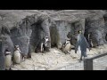 フンボルトペンギンに怒られたキングペンギン