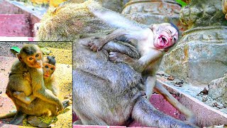 EMILA-100% S😭d Monkey Video About Long-Tail Monkey Group After Touching With Pigtail Monkey Group.