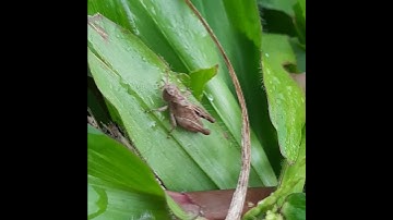 Nymph of Thorn Grasshopper-3rd. #nymphs #thorn #grasshopper #insects #cricketsound #habitat #grass