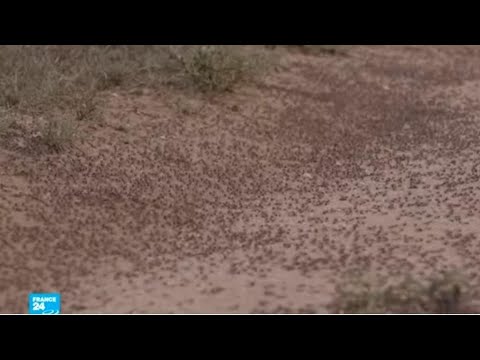أسراب بمئات الملايين من الجراد تهدد الأمن الغذائي في منطقة القرن الأفريقي