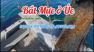 Đi tàu câu Mực ở Úc | Squid catching in Australia #squid #squidfishing #mực