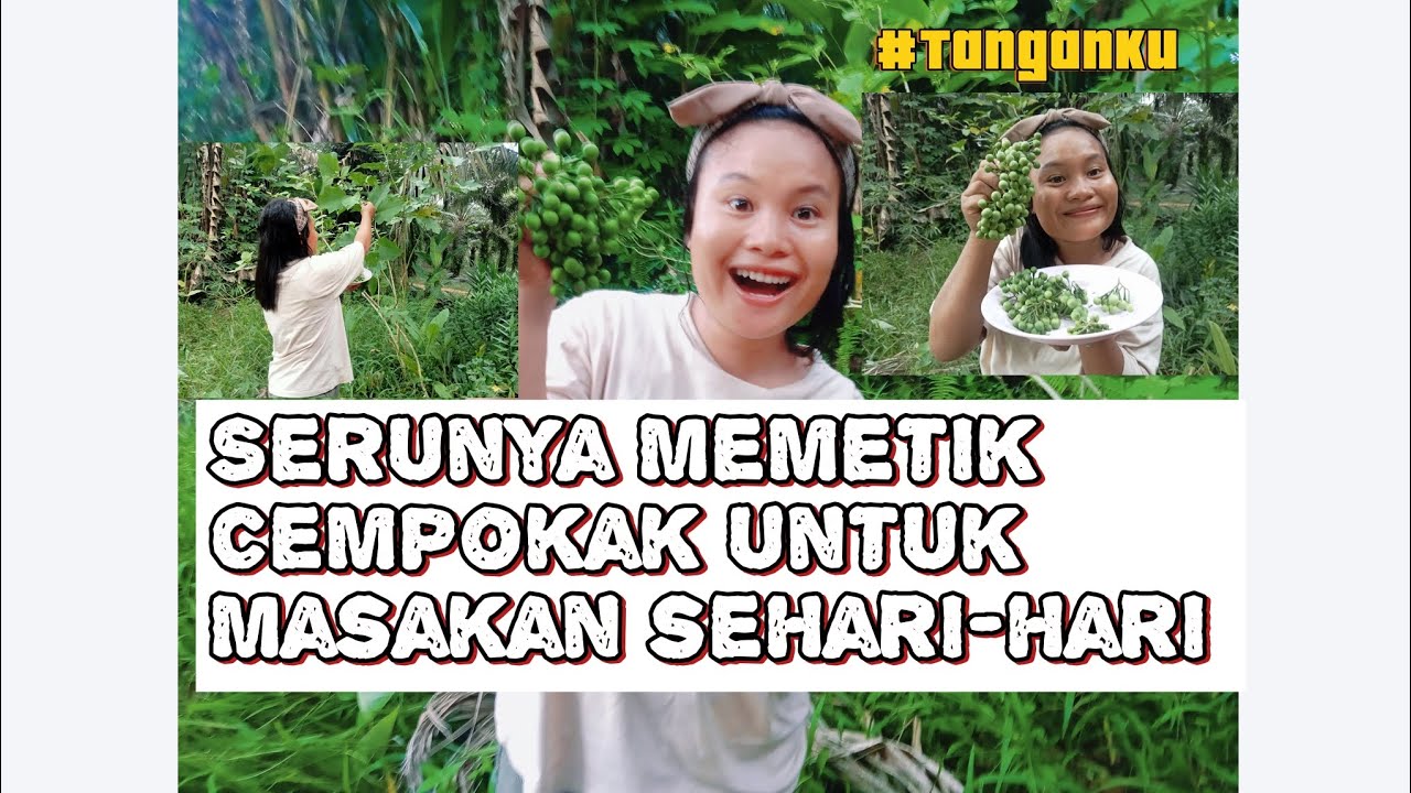 Serunya Memetik Cempokak Untuk Masakan Sehari hari 