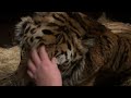 Тигры не хотят гулять -29 ,записывали видео поздравления для Китая!)