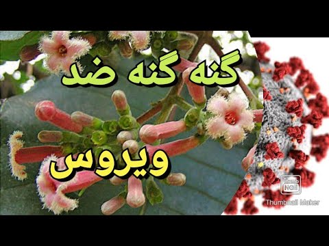 تصویری: چرا انتامبا را انگل تک ژنتیکی می نامند؟