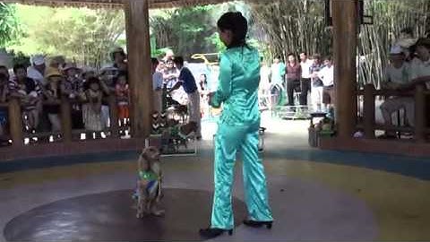 xiếc chó 1 HÓTclip vui hay nhất 2014