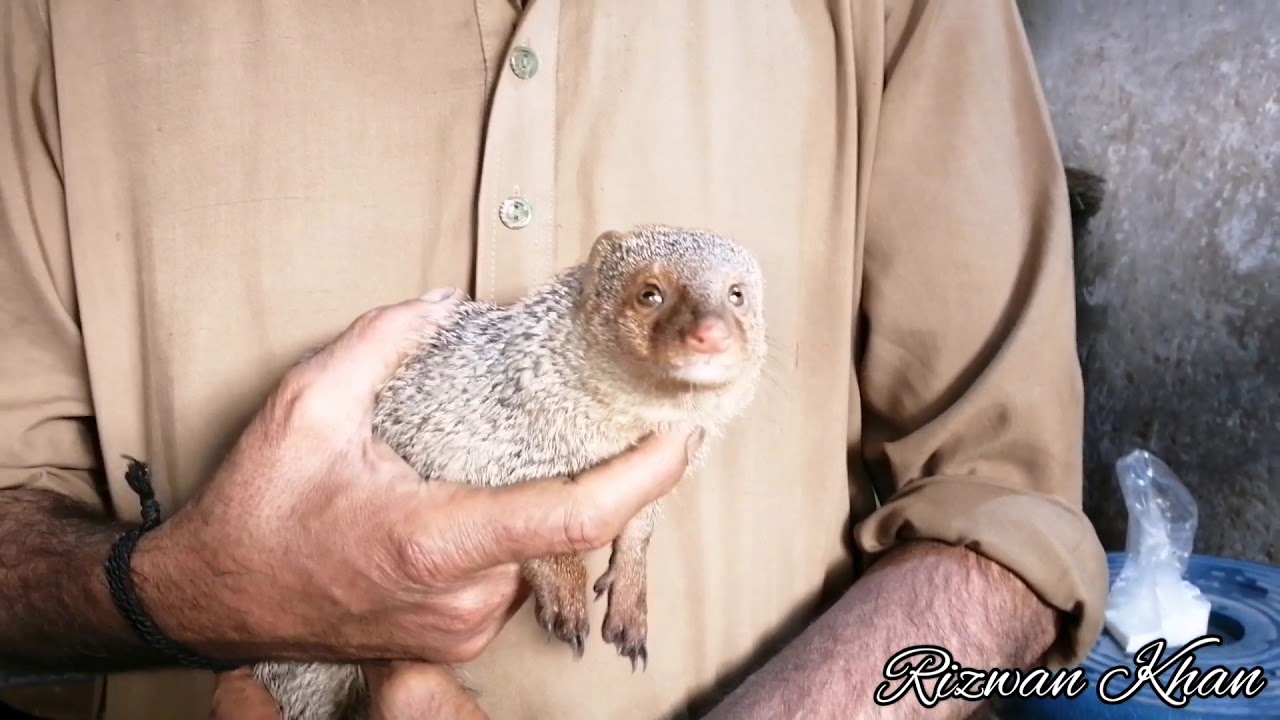 Amazing wild mongoose become decent pet.(Urdu/Hindi)