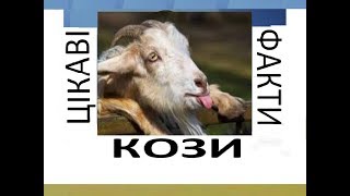 КОЗИ. Цікаві факти (about goats)