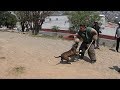 Adiestramiento Canino En el barrio  San juan  (Mario Blogs )