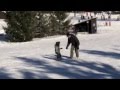 3 year old snowboarder - Damon riding his Rome mini shred!