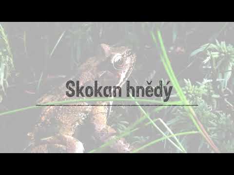 028 PKL skokan hnědý