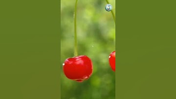 وَاتْلُ عَلَيْهِمْ نَبَأَ إِبْرَاهِيمَ - سورة الشعراء _ #إسلام #صبحي