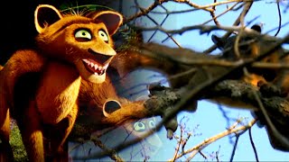 Acasalamento De Fossa De Madagascar