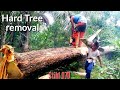 Dramatic!!Falling and cutting dangerous hard tree||Totordz Tv