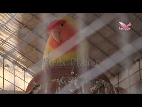 love-birds-,-australian-love-birds
