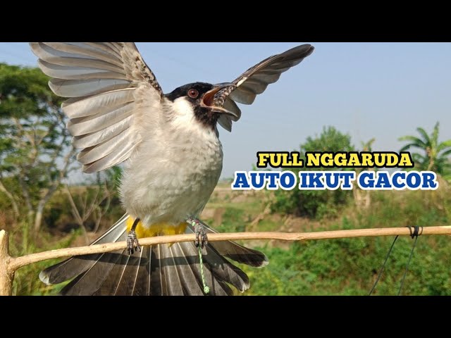 Suara Burung KUTILANG GACOR FuLL NGGARUDA Ampuh Untuk Panggilan Kutilang Liar dan Masteran class=