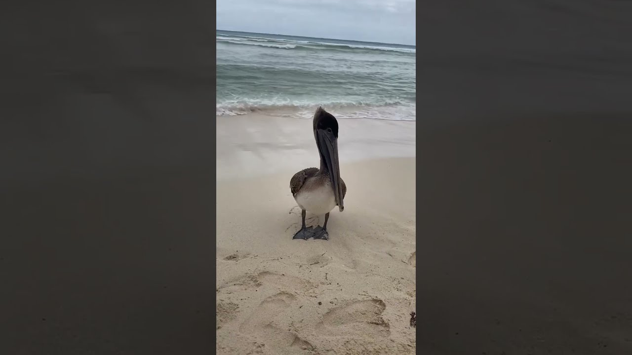 This is Paul, the pelican who always comes to see us when we take out lunch. We love Paul