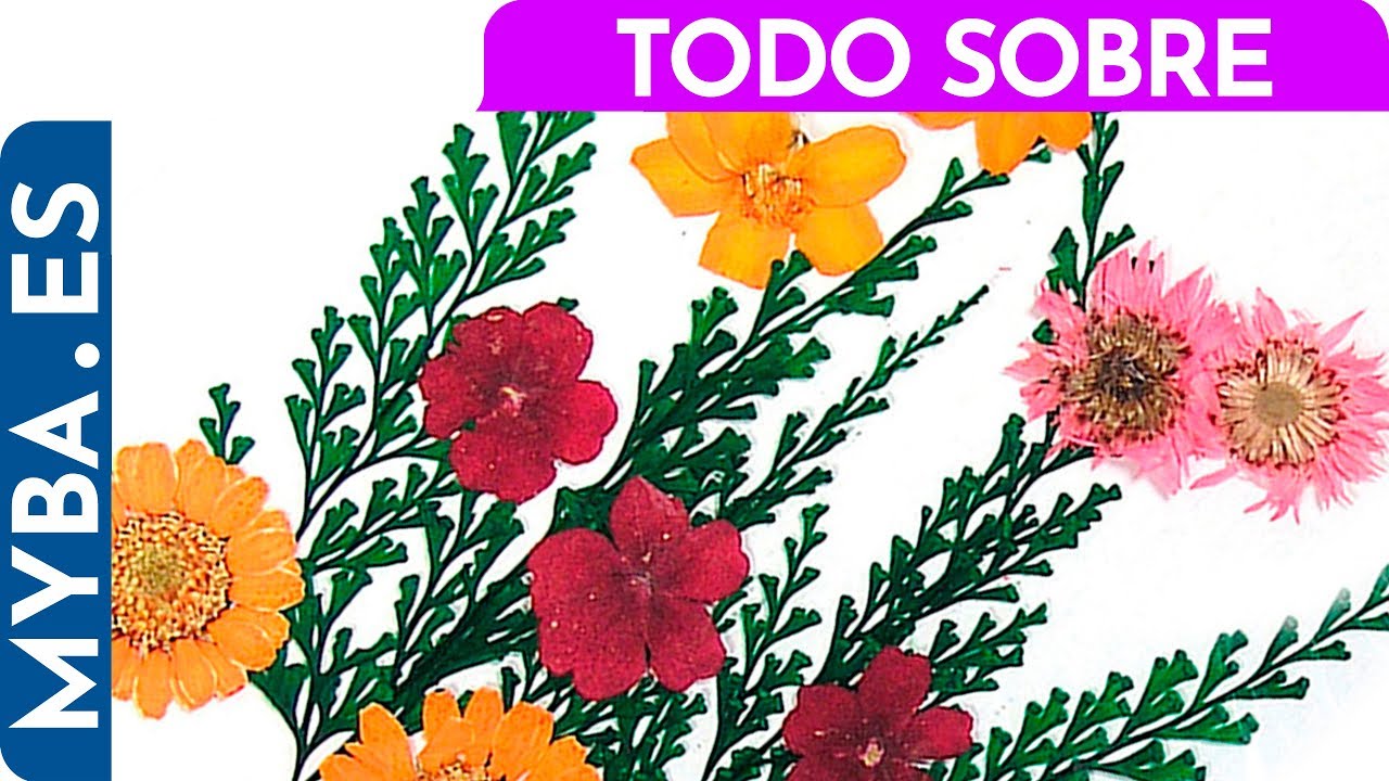 Libro Curso Rápido De Flores Secas (Artesania Y Manualidades) De