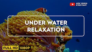 Stunning  Underwater footage + Music: RAINBOW REEF 2 - Rare & Colorful Sea Life Ambient Film