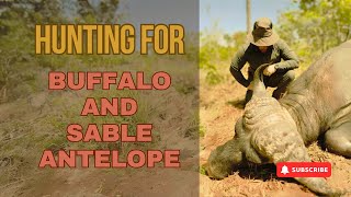Hunting for Buffalo and Sable Antelope