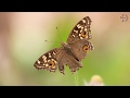 Butterfly Collection Canon 700D - 2017