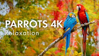 Colourful Parrots, Relaxation for Stress Relief in 4K