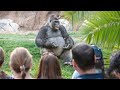 Junge Frau brachte Gorilla 40 Jahre lang das Sprechen bei, das Ergebnis verblüffte die ganze Welt!