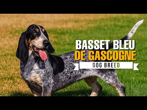 Basset Bleu de Gascogne Dog Breed Guide 2025 | Traits, Training & Care