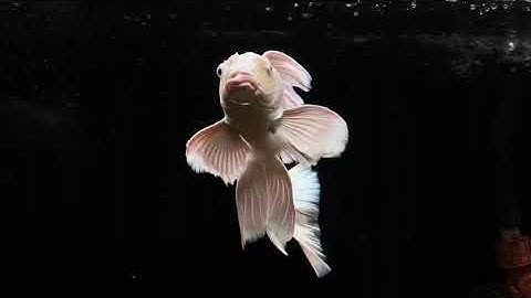 Cá chép phi tần cửu cáp  size 4x - Beautiful Taiwan platium butterfly carp