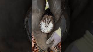 Prepping The Hoof For A New Horseshoe #Shorts #Farrier #Asmr #Satisfying #Oddlysatisfying