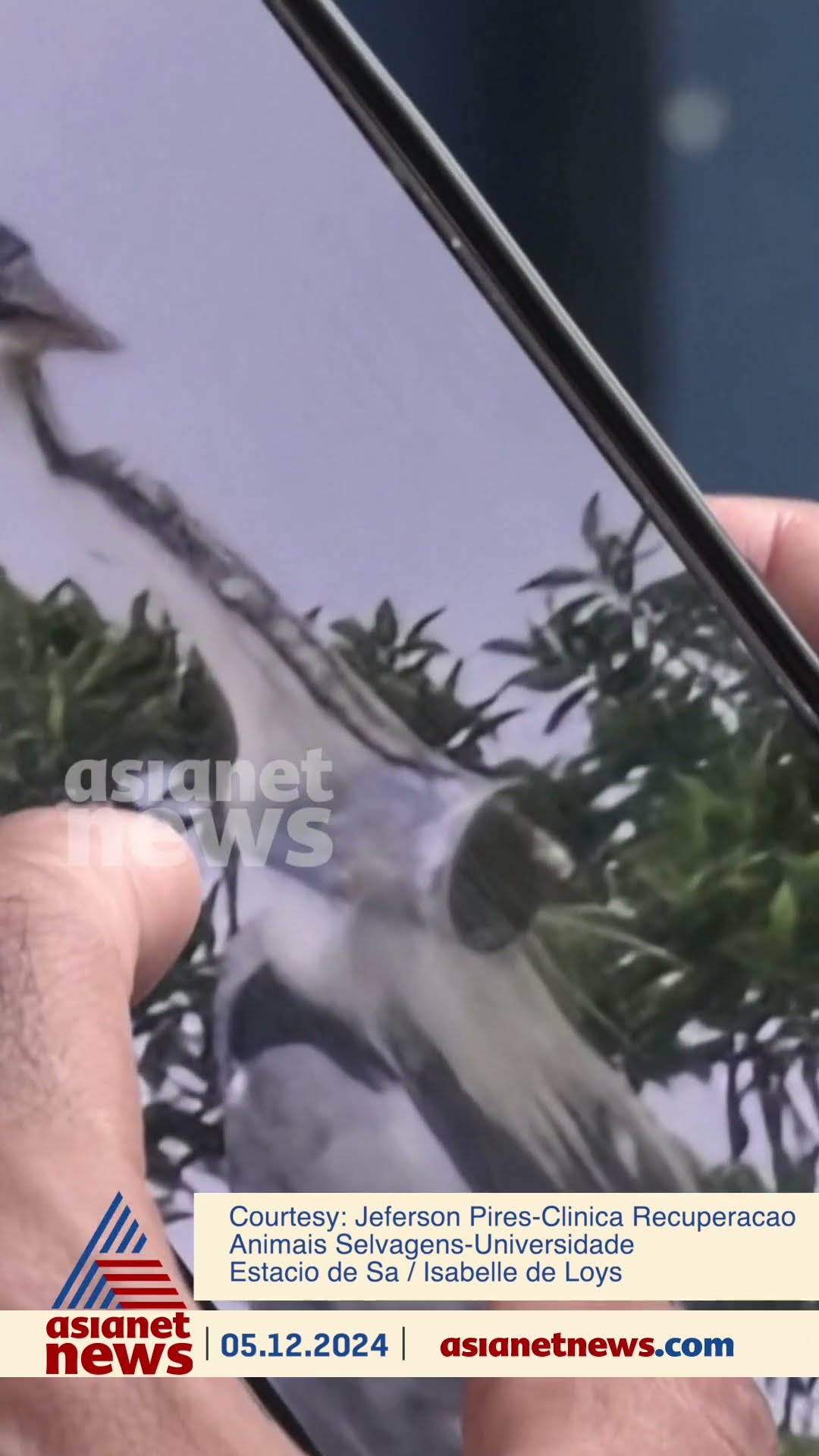 ബ്രസീലിൽ തൊണ്ടയിൽ കുപ്പി കുടുങ്ങിയ പക്ഷിയെ കണ്ടെത്തിയപ്പോൾ; രക്ഷിക്കാനുള്ള ശ്രമത്തിലാണ് അധികൃതർ