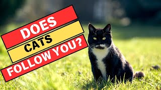 Celebrity 5 Surprising Reasons Random Cats Come Up to You! Net Worth
