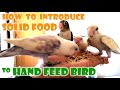 HOW TO INTRODUCE SOLID FOOD TO HAND FEED BIRD / PAANO TURUAN KUMAIN NG SOLID FOOD ANG HAND FEED BIRD