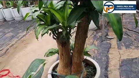 Cây thiết mộc lan | Bán cây thiết mộc lan gốc to Cây Cảnh Phạm Thương