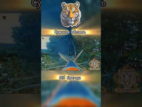 Сумская область | БПЛА | 83 бригада. #новости #сво #видео #вдв #83бригада #бпла #оптоволокно