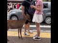 なんて人懐こい鹿さん #deerpark #animals #奈良公園 #japantravel #動物 #naradeer #cute