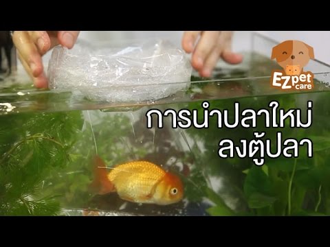 EZ pet care [by Mahidol] การนำปลาใหม่ลงตู้ปลา