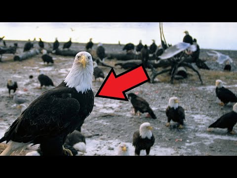 Video: Ørne er stolte fugle