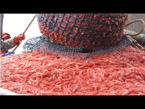 Amazing Shrimp Fishing..You Won't Believe That How Many Shrimp, Fast Shrimp Processing Machine